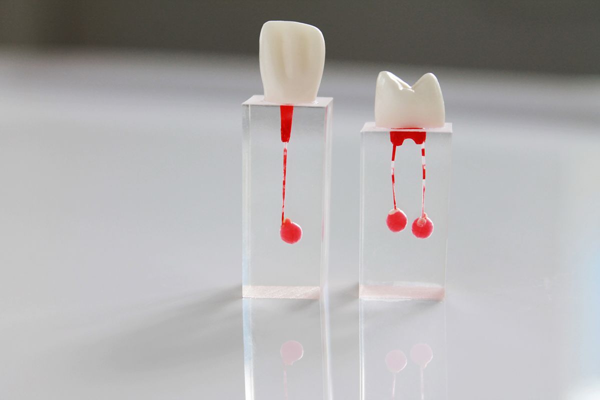 Зуб для обучения в ассортименте (1 шт) 02 Зуб для обучения в ассортименте (1 шт) 02