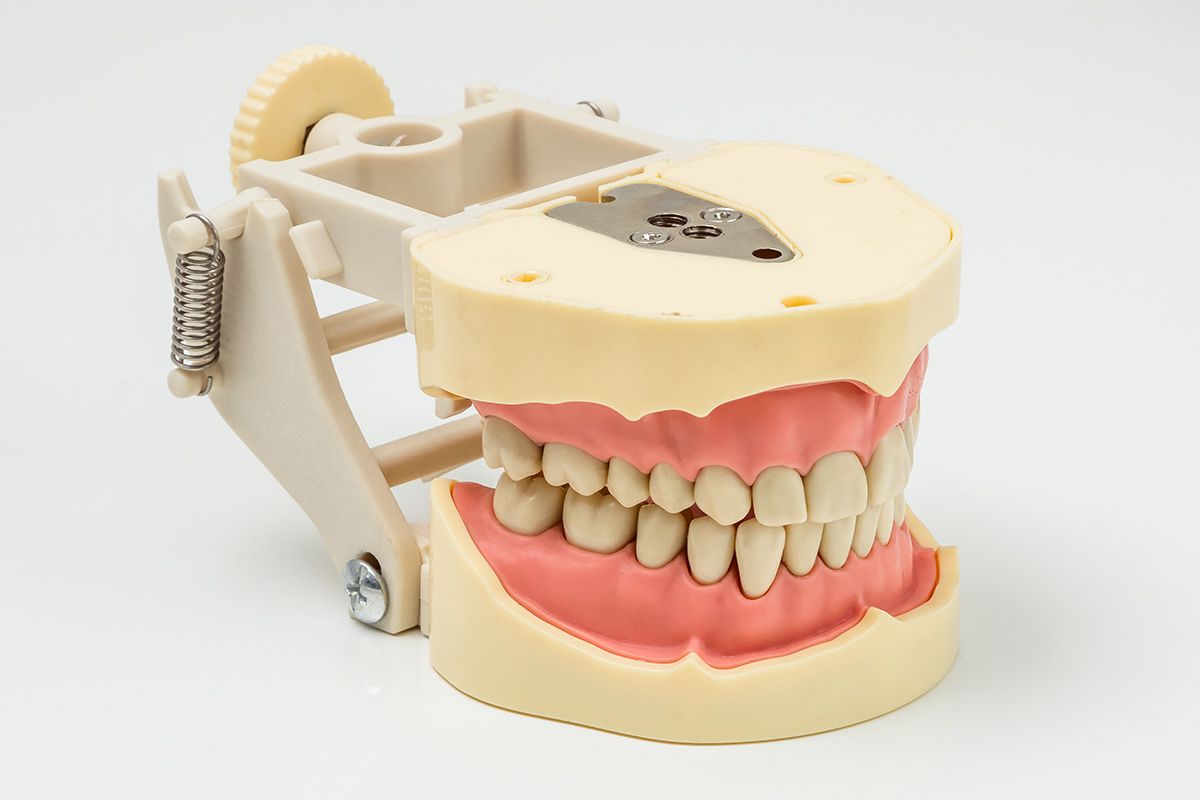 Фантомная челюсть JG-Y3 с артикулятором Фантомная челюсть JG-Y3 с артикулятором